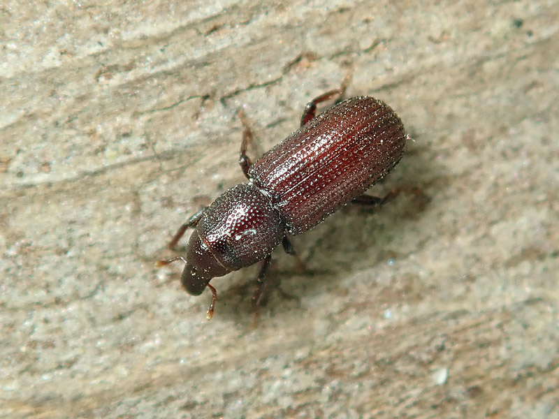 Curculionidae: Phloeophagus lignarius??